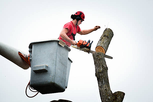 Best Hedge Trimming  in Bigfoot, TX