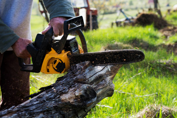 Best Arborist Consultation Services  in Bigfoot, TX